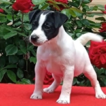 Twiggy – Parson Russel Terrier, bicolor Jack Russell Terrier en venta