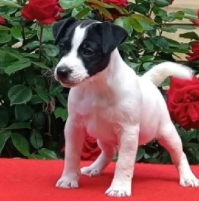 Perros Jack Russell Terrier en venta