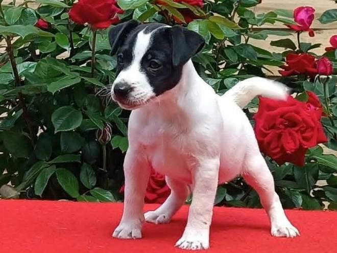 Perros Jack Russell Terrier en venta