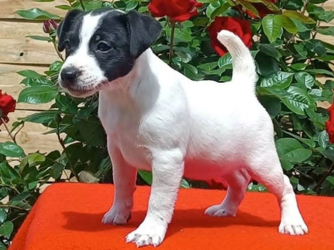Perros Jack Russell Terrier en venta