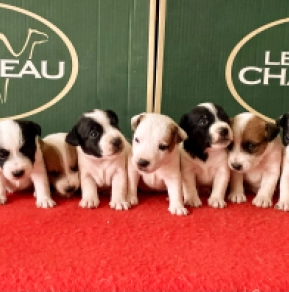 Jack-Russell-Terrier Welpe kaufen