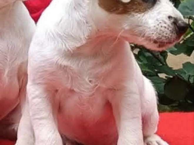 Perros Jack Russell Terrier en venta