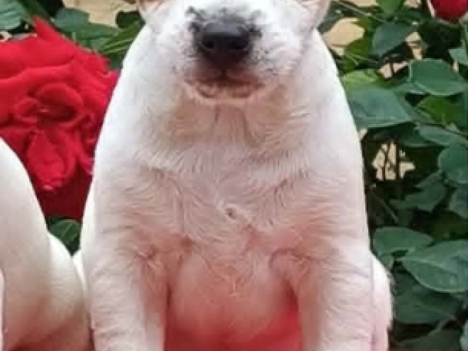 Perros Jack Russell Terrier en venta