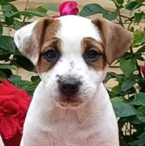 Perros Jack Russell Terrier en venta