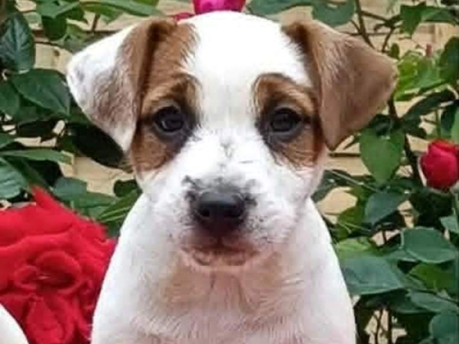 Perros Jack Russell Terrier en venta