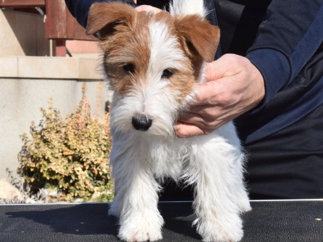 Jack-Russell-Terrier Welpe zu verkaufen