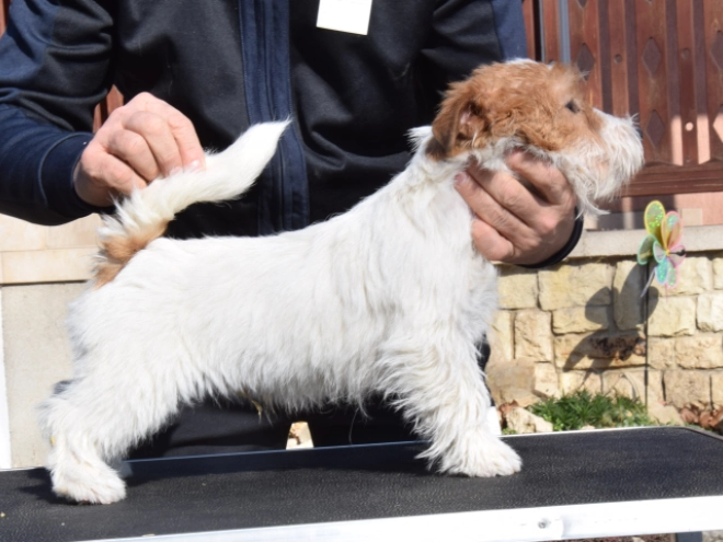 Jack-Russell-Terrier Welpe zu verkaufen