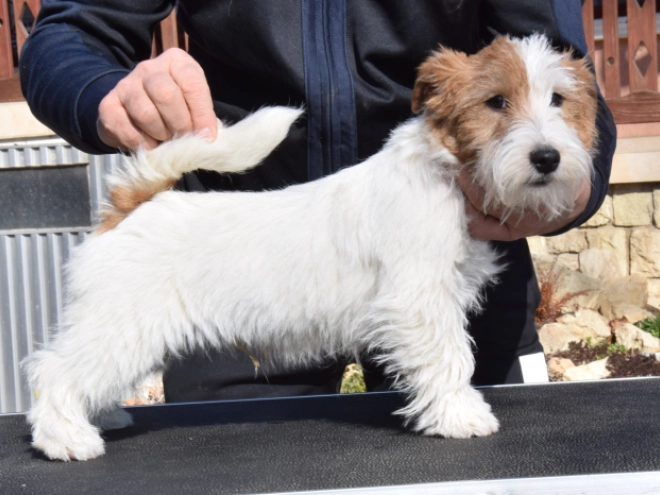 Jack-Russell-Terrier Welpe zu verkaufen