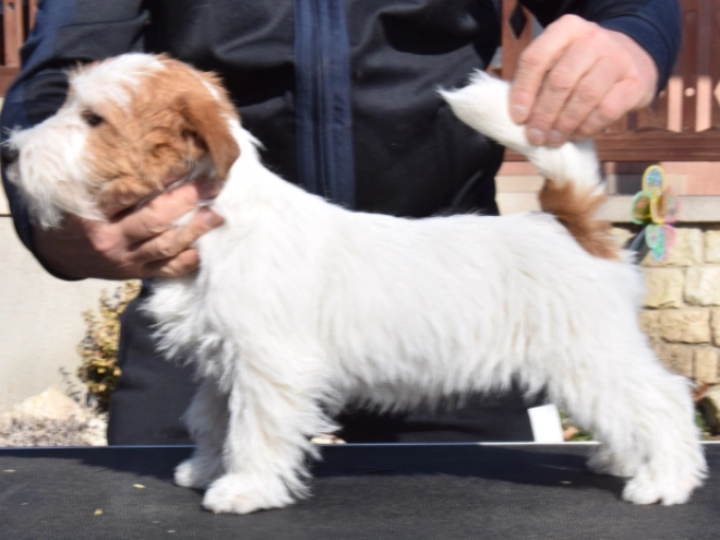 Jack-Russell-Terrier Welpe zu verkaufen
