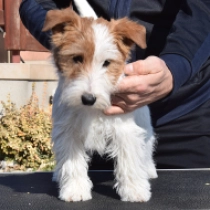 Jack-Russell-Terrier Welpe zu verkaufen