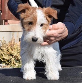 Jack-Russell-Terrier Welpe zu verkaufen
