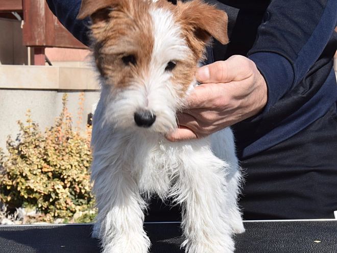 Jack-Russell-Terrier Welpe zu verkaufen