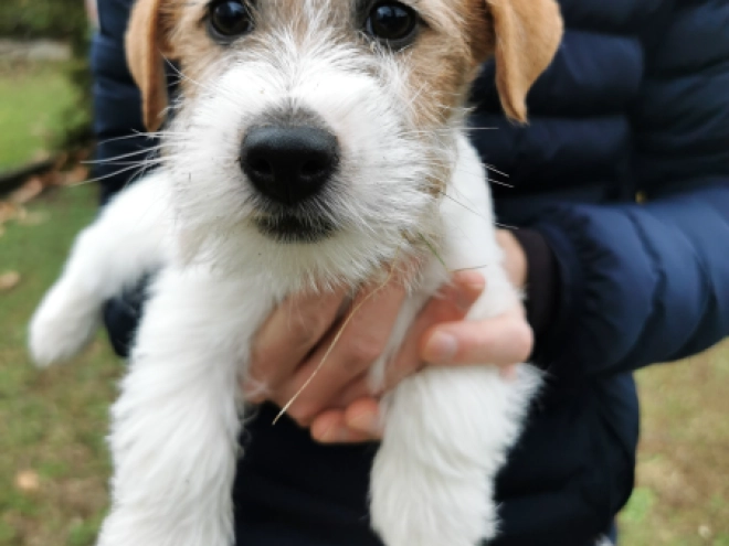 Jack Russell Terrier puppy for sale