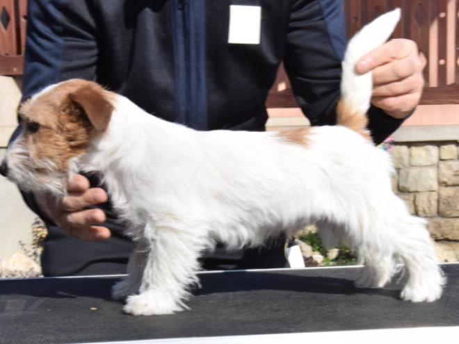 Jack Russell Terrier puppy for sale