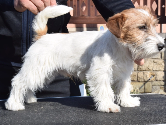 Jack Russell Terrier puppy for sale