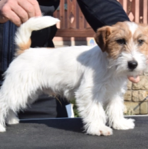Jack-Russell-Terrier puppy
