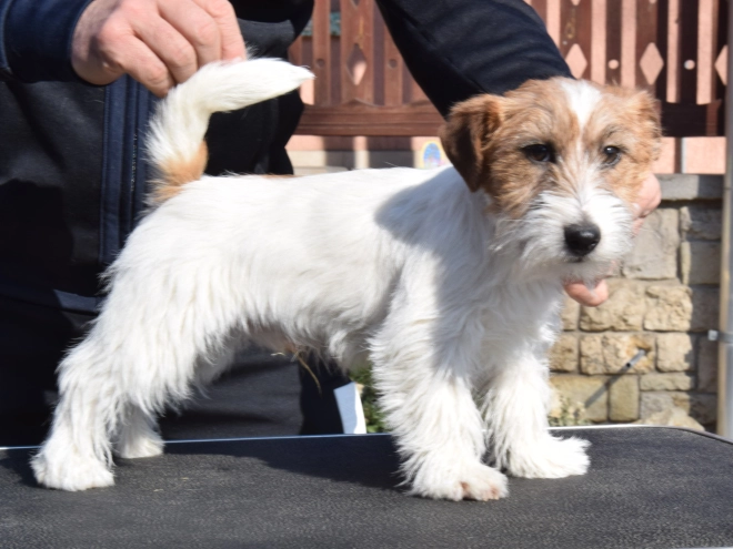 Jack Russell Terrier puppy for sale