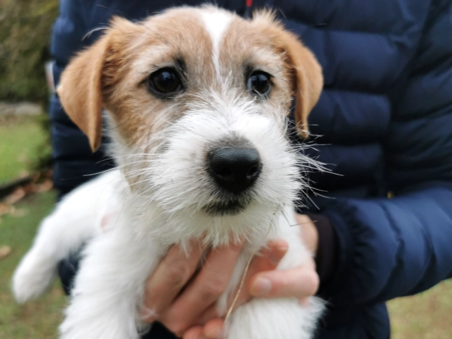 Jack Russell Terrier puppy for sale