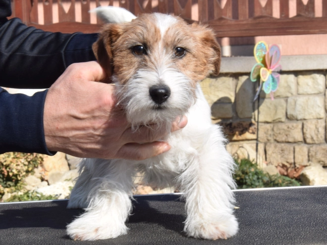 Jack Russell Terrier puppy for sale