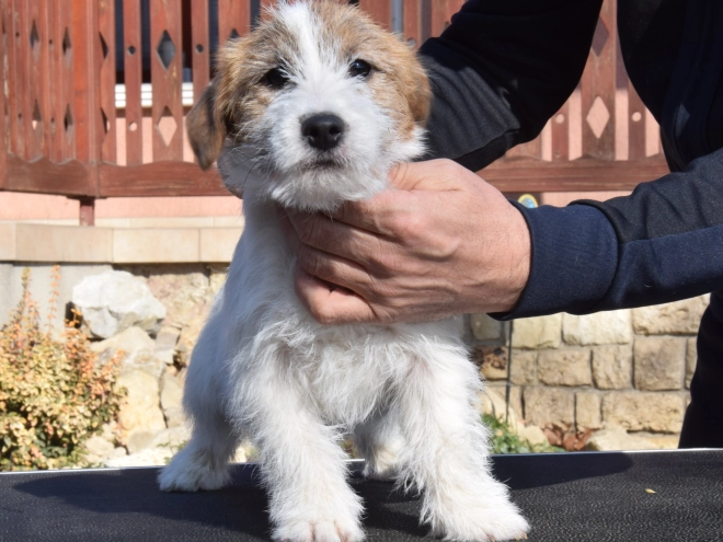 Jack Russell Terrier puppy for sale