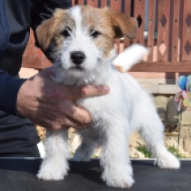 Jack-Russell-Terrier Welpe zu verkaufen