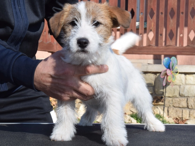 Jack Russell Terrier puppy for sale