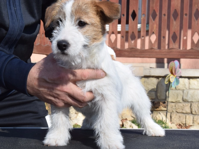Jack Russell Terrier puppy for sale