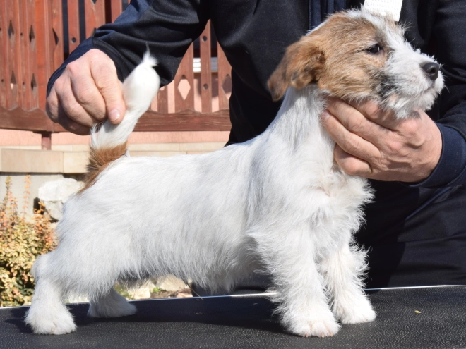 Jack Russell Terrier puppy for sale