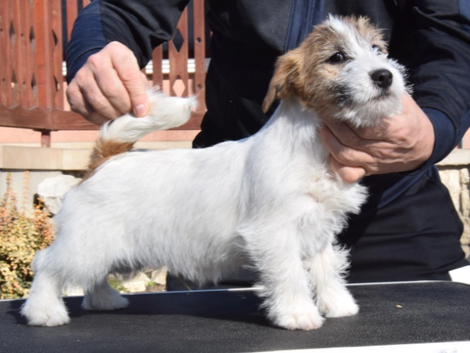Jack Russell Terrier puppy for sale