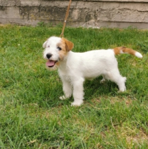 Perros Jack Russell Terrier en venta
