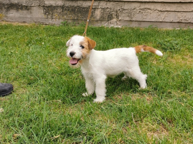 Perros Jack Russell Terrier en venta
