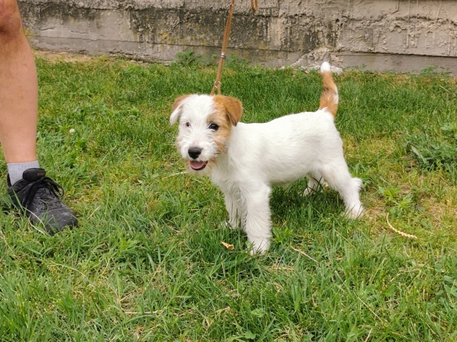 Perros Jack Russell Terrier en venta