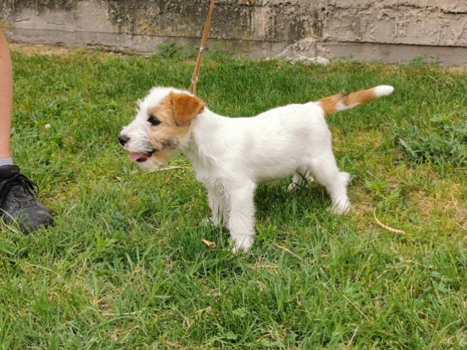Perros Jack Russell Terrier en venta