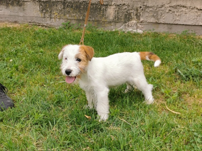 Perros Jack Russell Terrier en venta