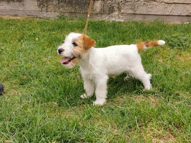 Perros Jack Russell Terrier en venta
