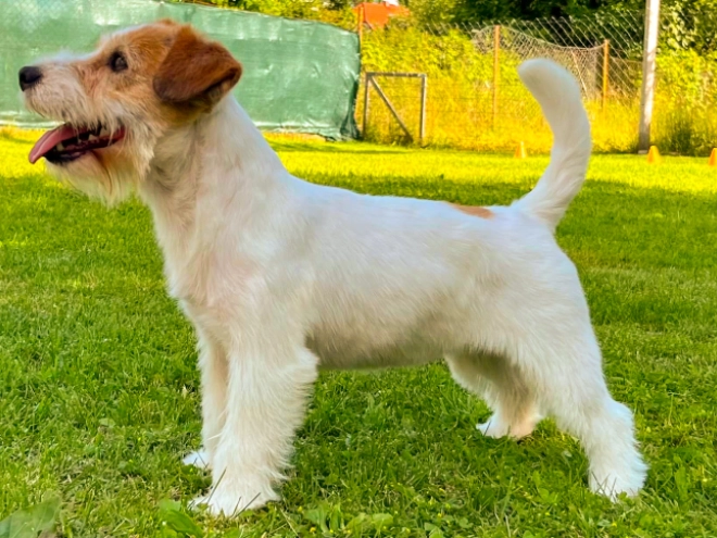 Perros Jack Russell Terrier en venta