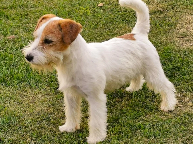Perros Jack Russell Terrier en venta