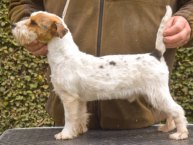 Jack-Russell-Terrier Welpe kaufen