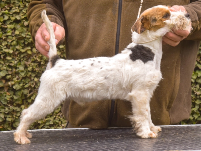 Jack-Russell-Terrier Welpe kaufen