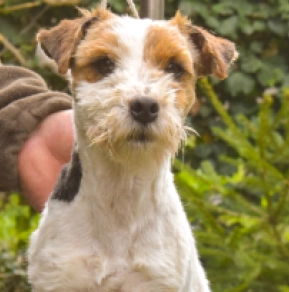 Jack-Russell-Terrier Welpe kaufen