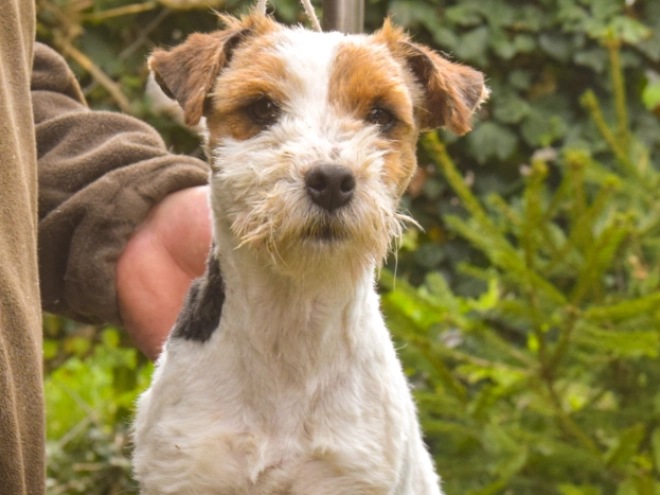 Jack-Russell-Terrier Welpe kaufen