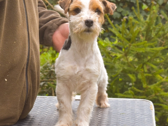 Jack-Russell-Terrier Welpe kaufen
