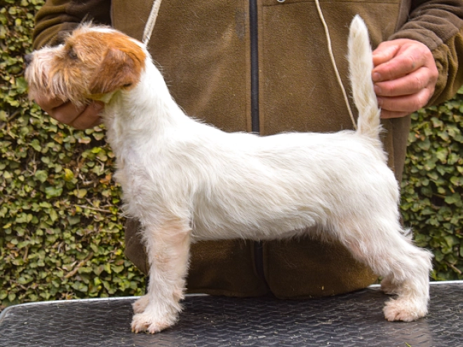 Jack-Russell-Terrier Welpe kaufen