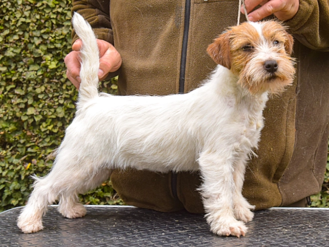 Jack-Russell-Terrier Welpe kaufen