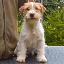 Kylie, bicolor Jack Russell Terrier en venta