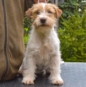 Jack-Russell-Terrier Welpe kaufen