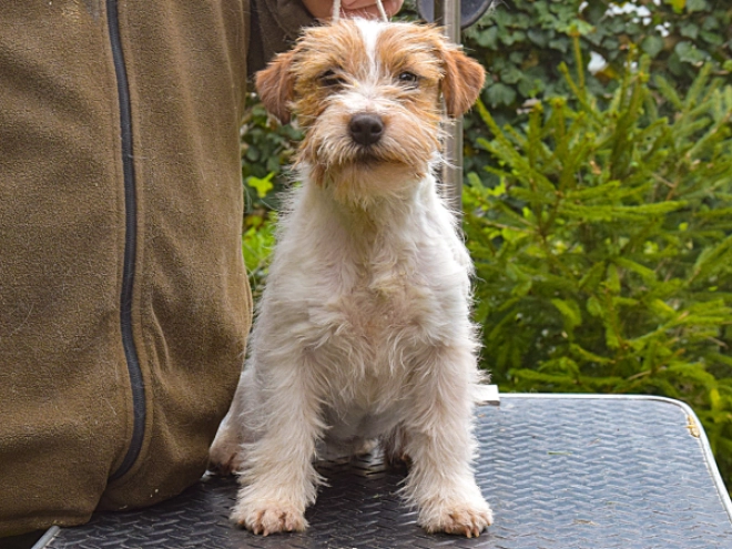 Jack-Russell-Terrier Welpe kaufen