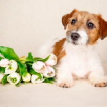 Diamond Debbie, bicolor Jack Russell Terrier en venta