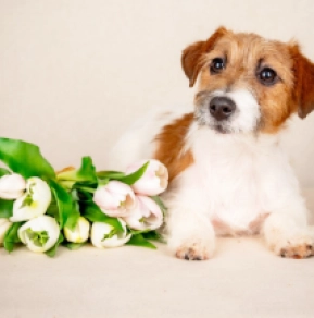 Jack-Russell-Terrier Welpe kaufen