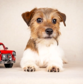 Jack-Russell-Terrier Welpe kaufen